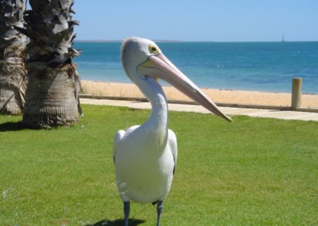 Monkey Mia is also home to many pelicans